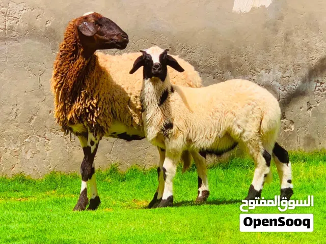 ما شاء الله البيع جمله كاش او حوالة