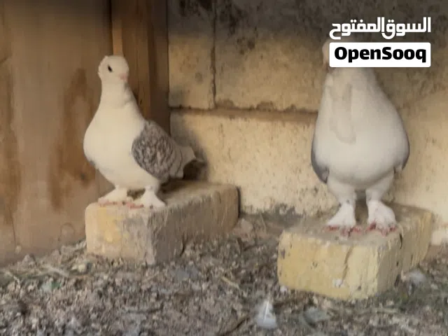 زوج بلجيكي