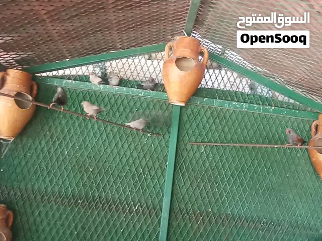طيور زيبرا شركول كوبيات ربي يبارك دحي و فروخ حجم جامبو اربع كوبيات