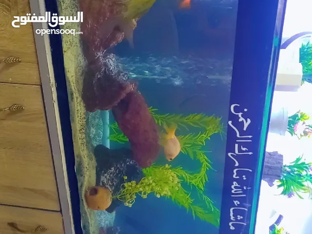 حوض سمك مع طاولتو خشب زان وكاله