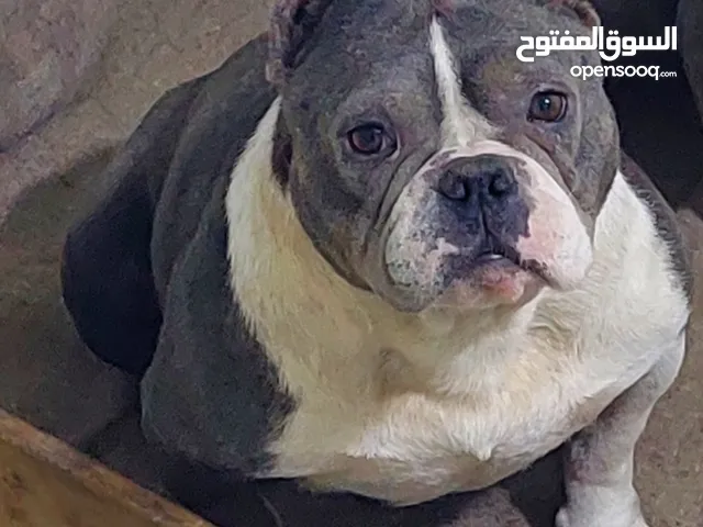 متاح بعد الصلاه على النبي انثى بولي بوكت بوكت صحتها ممتازه جدا عمر 3سنوات منتجه وحنونه انتجت حوال