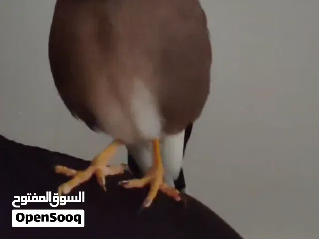 طائر المينا