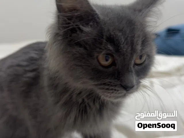 أنثى عمرها 3 شهور