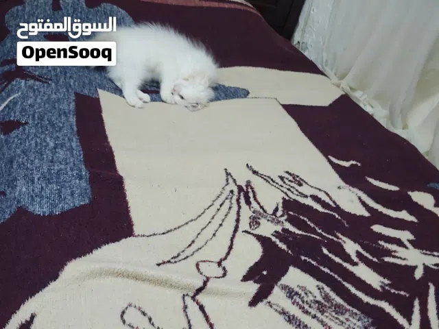 سرير مفرد مستعمل حاله جيده جدا