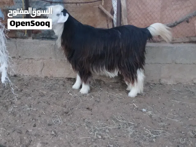 للبيع صخله عاجر بنت سنتين