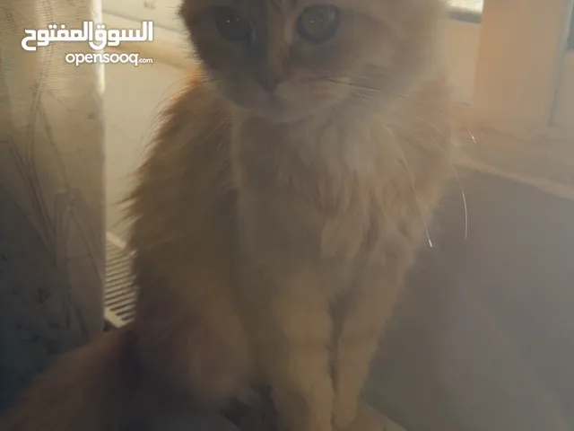 قطه أنثى للتبني لعائله تهتم فيها