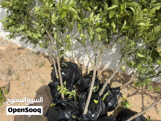 شتل برتقال نوع ابوصرة مغربي درجة اولي