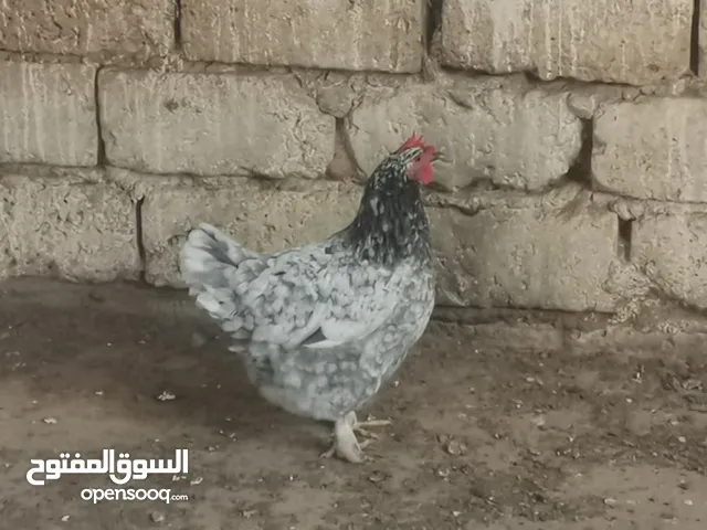 دجاج استرلوب الما