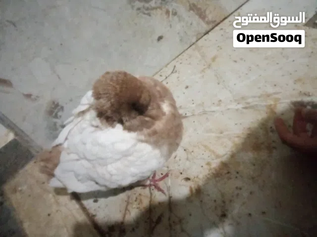 سلام عليكم ميني مودينه الله يبرك.  التوصل،على رقد هدا