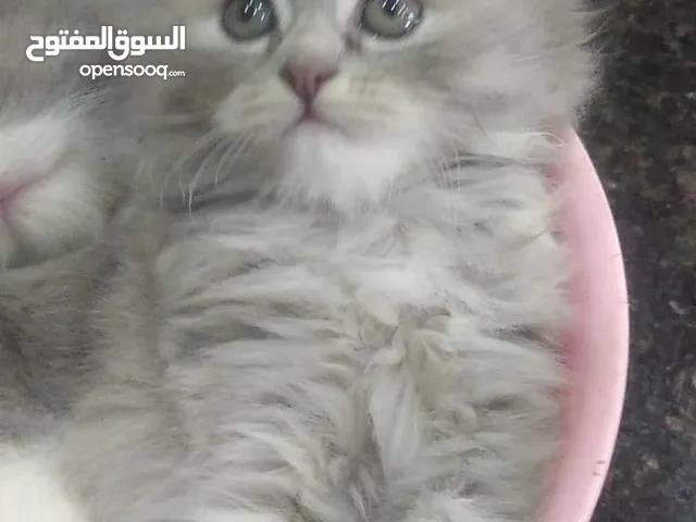 قطط شانشيلا ذكور وإناث العمر 50 يوم متعودين ع اللتر بوكس والويت فود والخضار