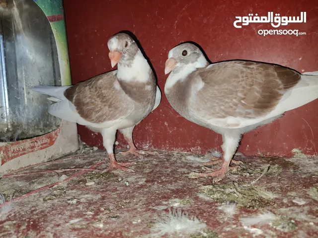 بسم الله ماشاءالله تبارك الرحمن جوز بلق حمر فحل عملاق وطيره بيروتيه