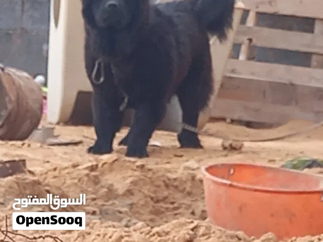كلب العمر سنه شراسه