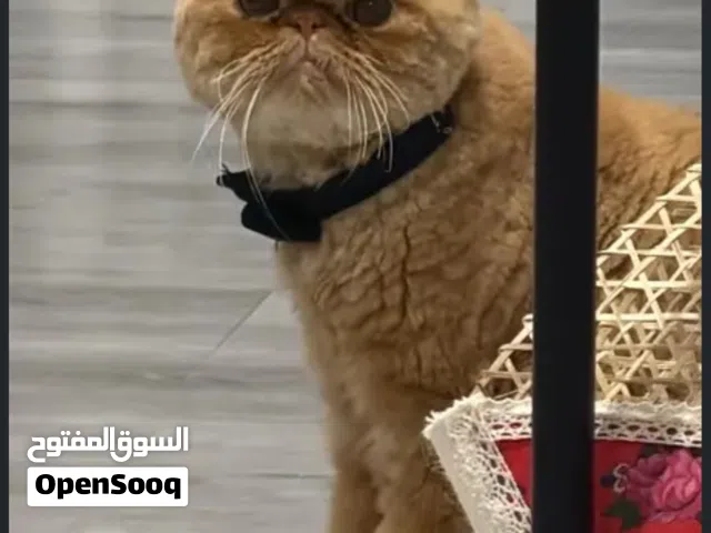 قط للتبني ذكر adoption