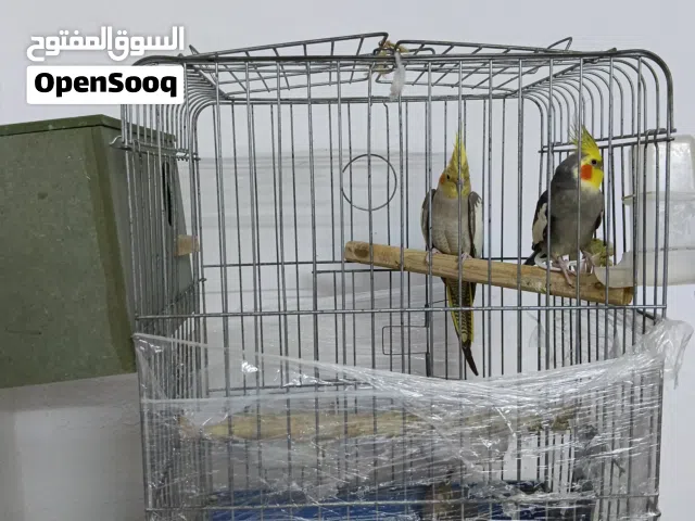 جوز كوكتيل مع 3 افراخ وقفص