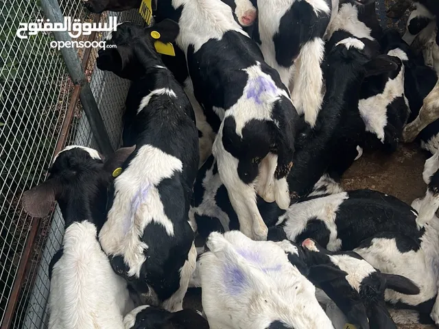 عجول هولندية للبيع