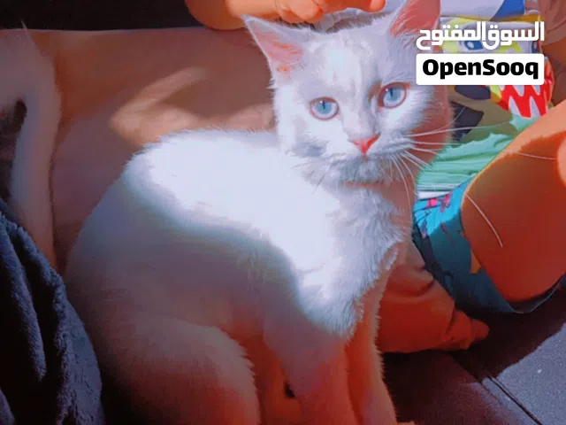 قط سكوتش فولد قط شيرازي متوفر معاهم جواز السفر أو مطعمين متوفر بيوت بتعهم