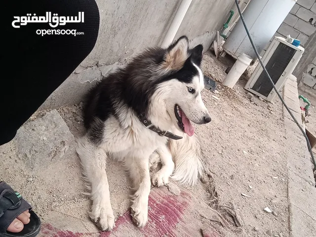 السلام عليكم هاسكي لونك هير عيون زرق ضخامه حلوه وصحه ممتازه ولعوبه اليفه ل بيع 150وياه دفتر لقاح ...