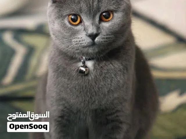 سكوتش فولد