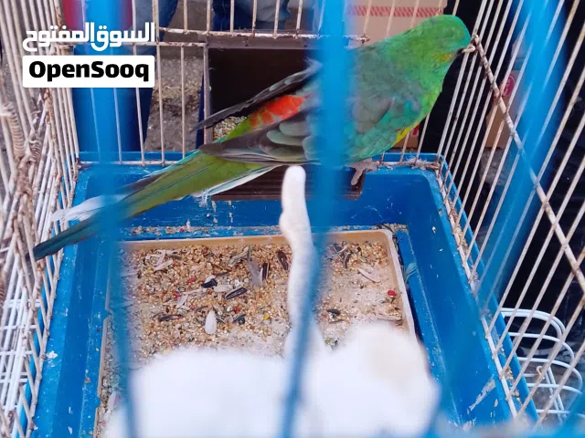 طير ردرامر