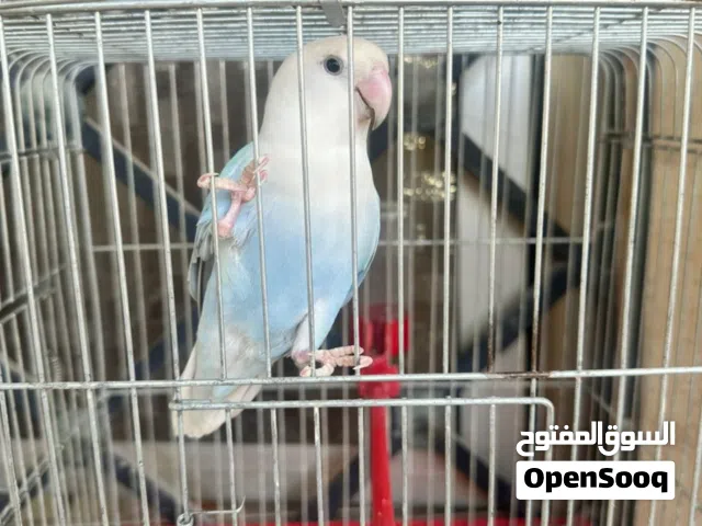 بركديلو مروض ترويض تام