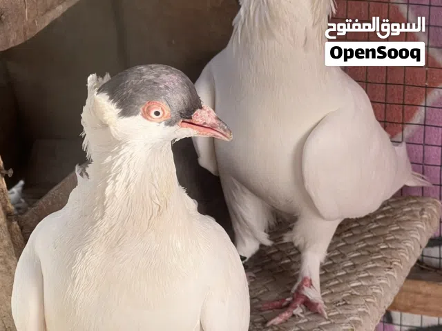 للبيع حمام زينه اقبل للبادله