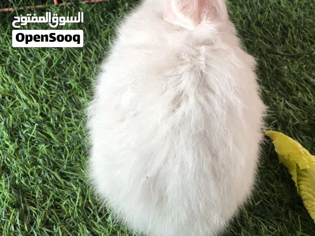 ارانب للبيع