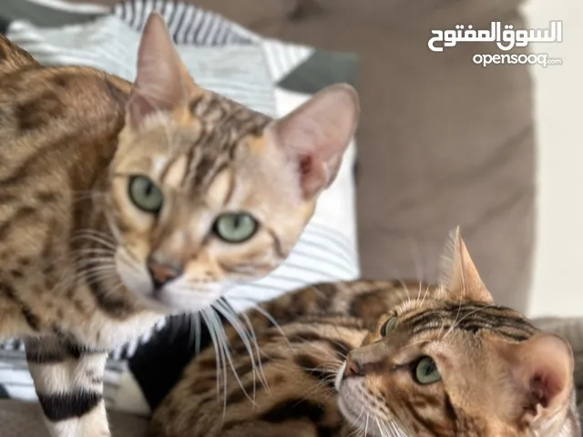 original Bengal cats قطط بنغال