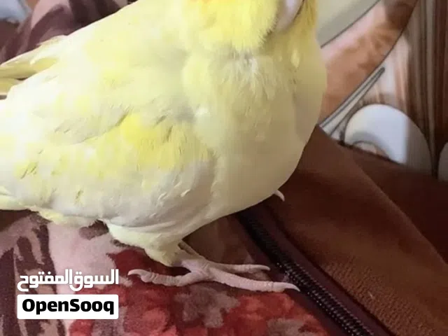كوكتيل للبيع