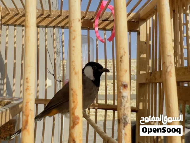 بلبل اليف قفص