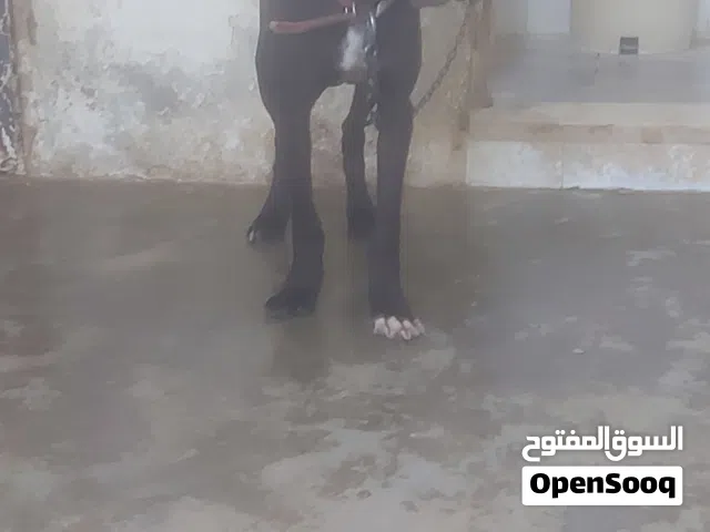 ذكر بونتر العمر عشر شهور ماخذ كل مطاعيمو ذكي جدآ