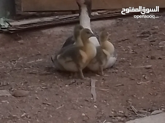 وزة مع ثلاث صيصان للبيع بسعر الحرق او للبدل على بط او جاج