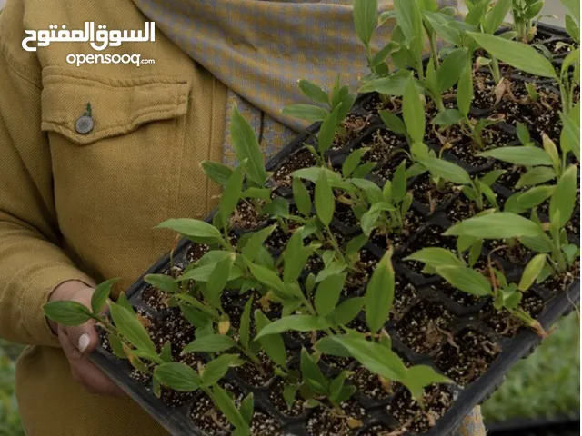 شتلات كركم طبيعية – جاهزة للزراعة في صينية نمو