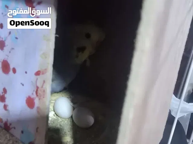 طيور حب للبيع كلهم سوى 6 طيور ثنين قفط عادي الباقي هاجرمو اقرأ الوصف رجاءاً بعدين راسلني