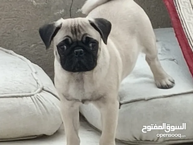 Original pug بج اصيل 3 شهور