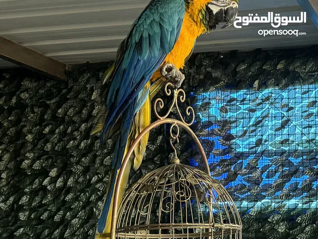 مكاو جميل جدا وأليف