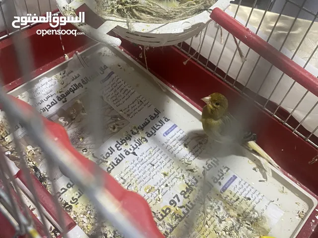 جود عسافير حبشي فحل