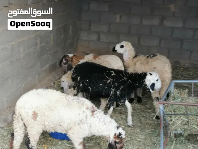 بيع حلال كشميري بيور أصل وشي تهجين.
