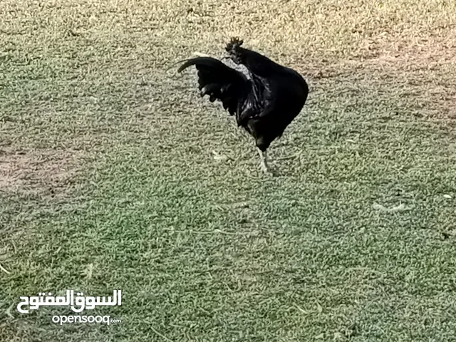 ديك فروج فروج