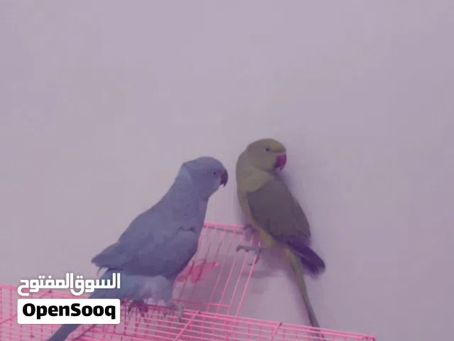 بغبغاء اليف