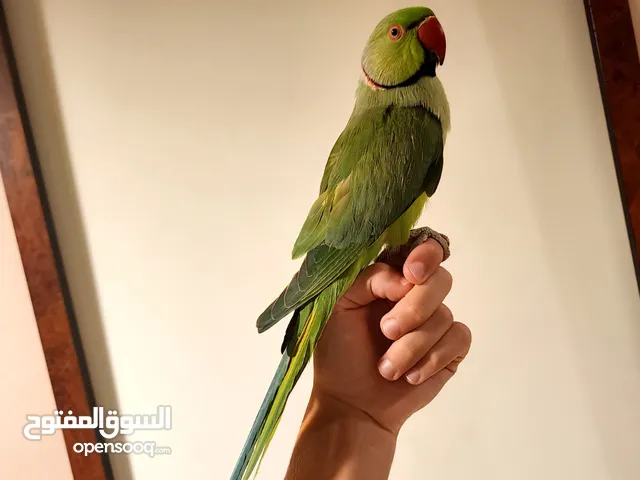 Friendly Tamed Indian Ringneck Parrot ببغاء دره هندي اليف