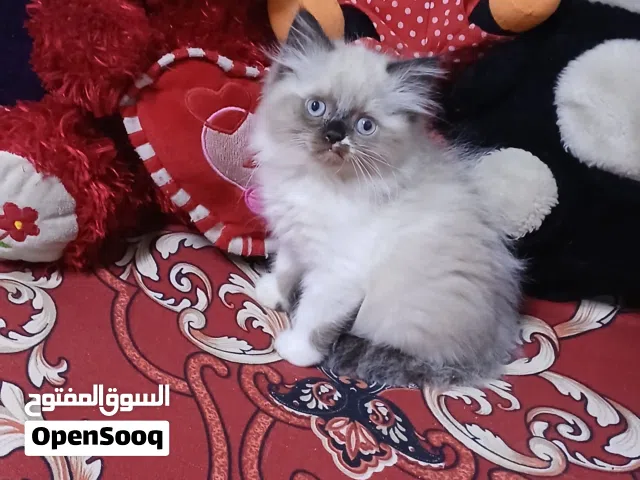 ولد هييمالايا شوكلت