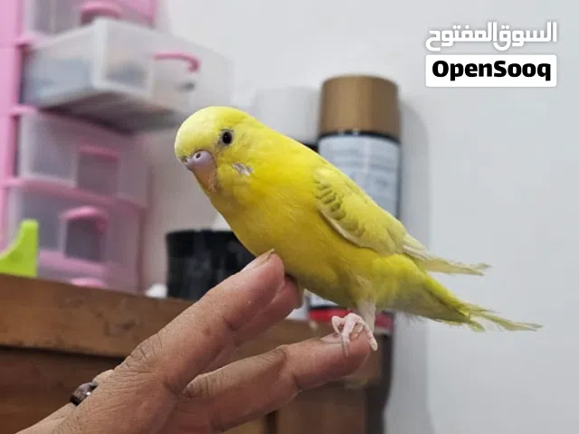 طيور العشاق بادجي