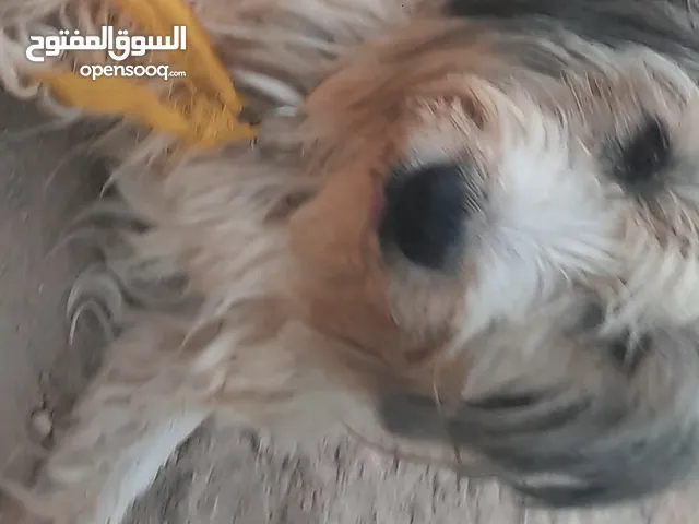 اعلان بيع كلب