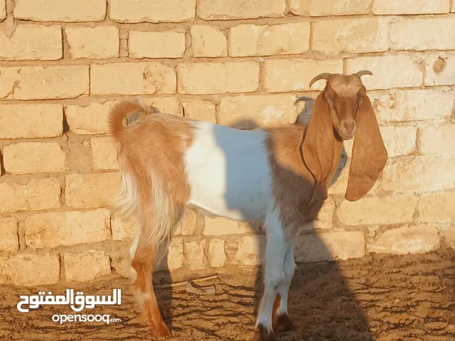 عناق كيف مبدلة ثنية الله يبارك عناق نظيفة عز ماتربي