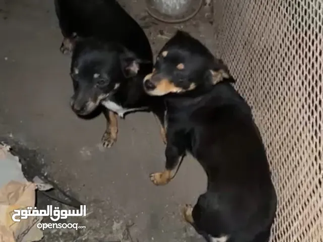 كلاب شيواوا ذكر وأنثى للبيع مكان مصراتة