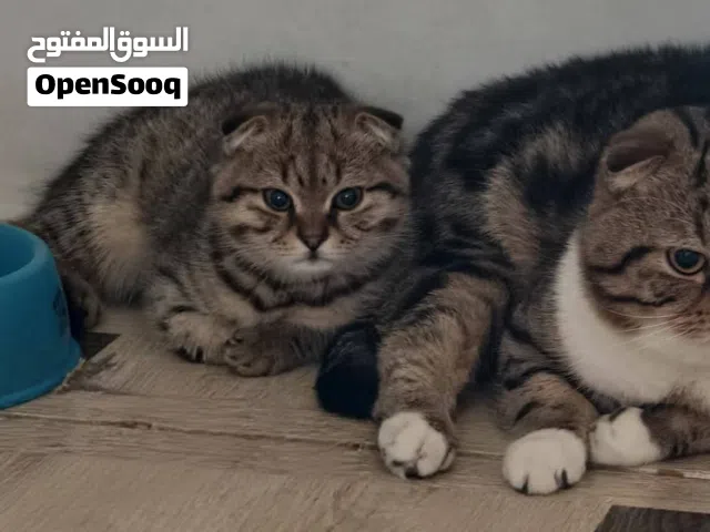 سمسم قط ذكر