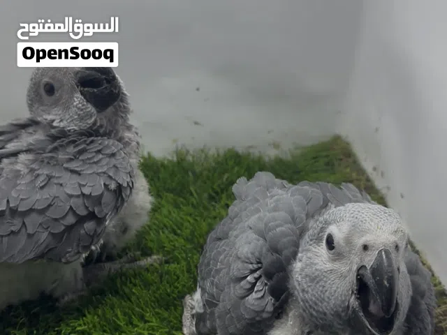 طيور كاسكو انتاج محلي