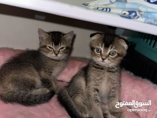 3 قطط فولد وستريت عمرهًم شهر ونص الصور نفس الواقع وببعتلكم ڤيدوهات الهم لتواصل واتس تب فقط