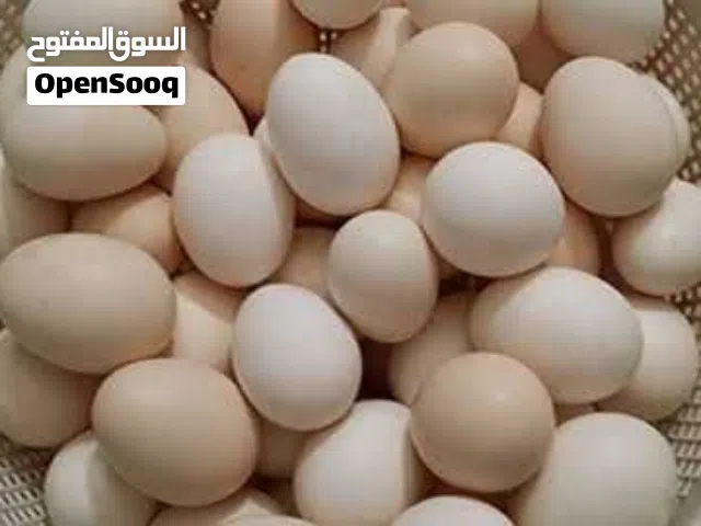 بيض بلدي نخب ( مخصب) وللمائدة