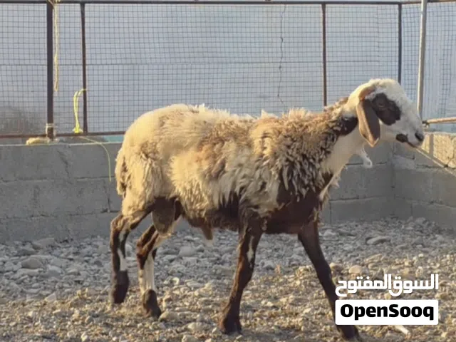 كبش تهجين نعيمي